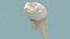 molar tooth section 3D model