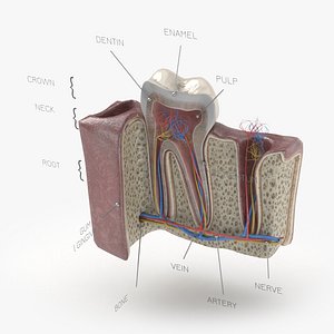 Molar Tooth Section - Human Anatomy