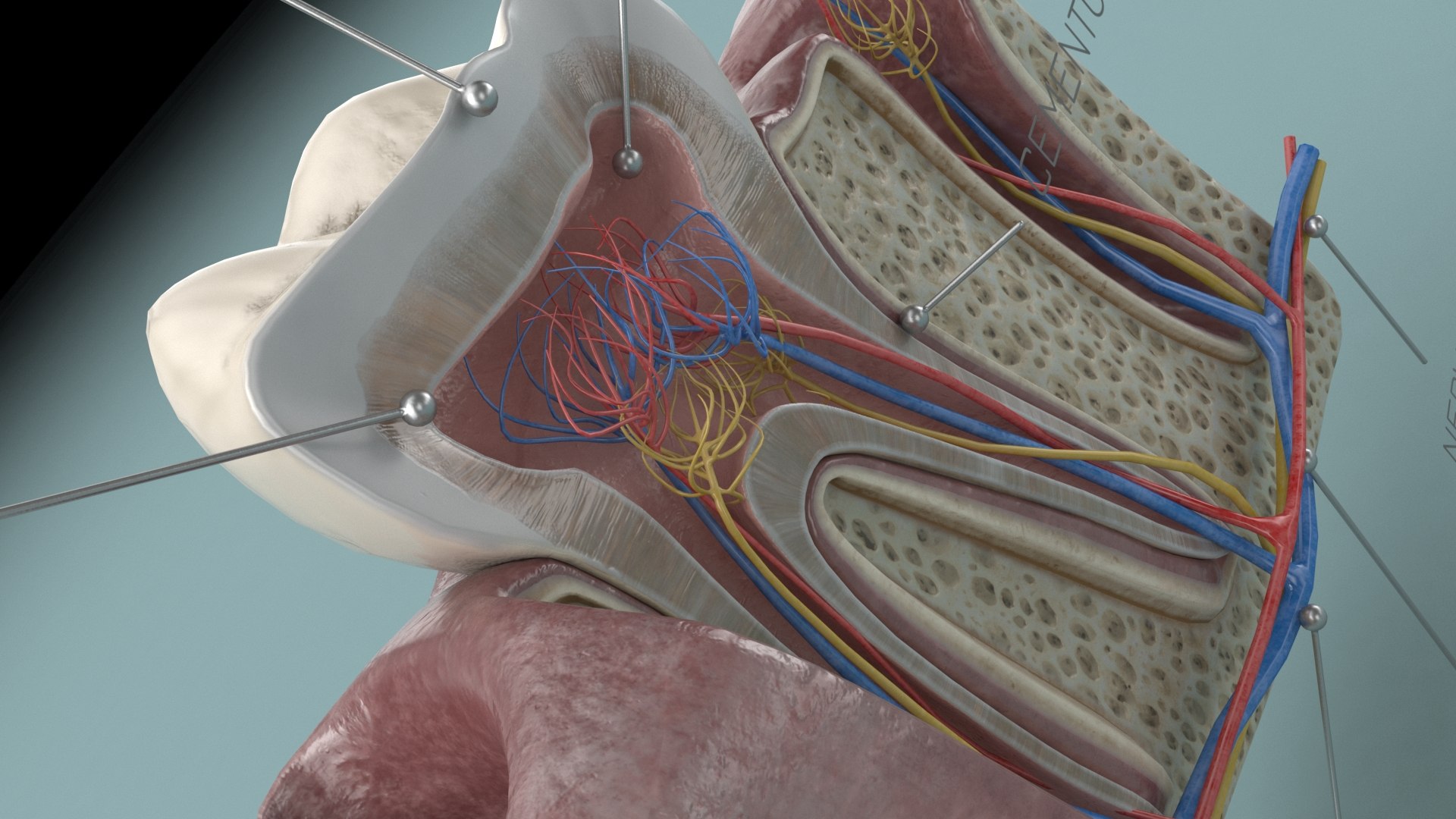 Molar Tooth Section 3D Model - TurboSquid 1488140