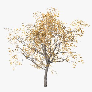 apricot autumn 3D
