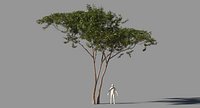 Acacia Tree Type 07