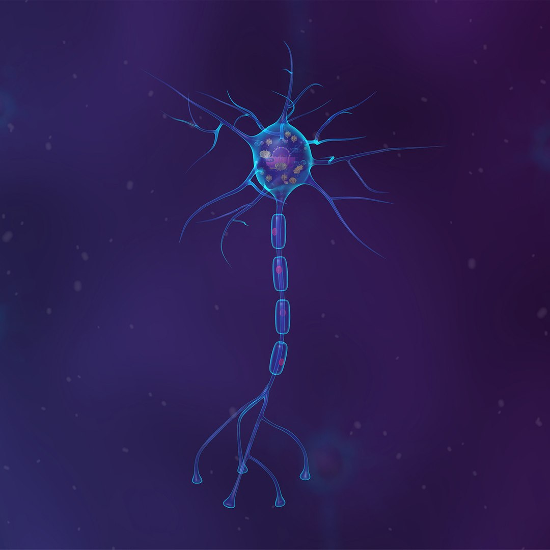 Anatomy Of The Neuron Model - TurboSquid 2170264