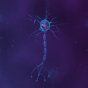 Anatomy of the neuron model