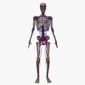 3D body muscles nerves skeleton model