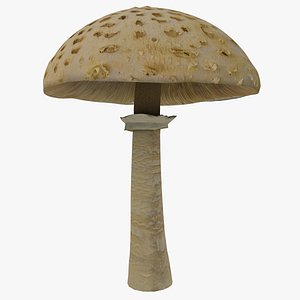 Macrolepiota procera