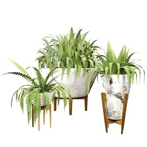 fern 3D model