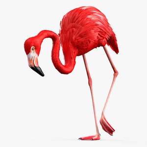 Flamingo Red Tropical Foraging Pose 3D