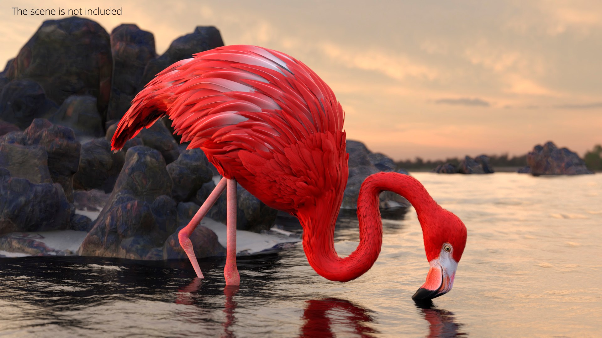 Flamingo Red Tropical Foraging Pose 3D - TurboSquid 2465154