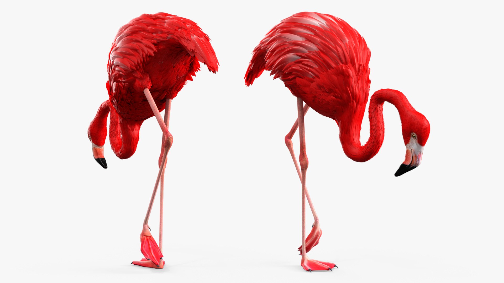Flamingo Red Tropical Foraging Pose 3D model for industrial visualization, technical presentation, simulation, product rendering, and animation