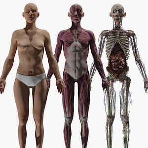 3D HD Female Complete Human 3D Anatomy Model