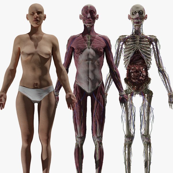 3D модель HD Женская полная 3D-анатомическая модель человека - TurboSquid  1729023