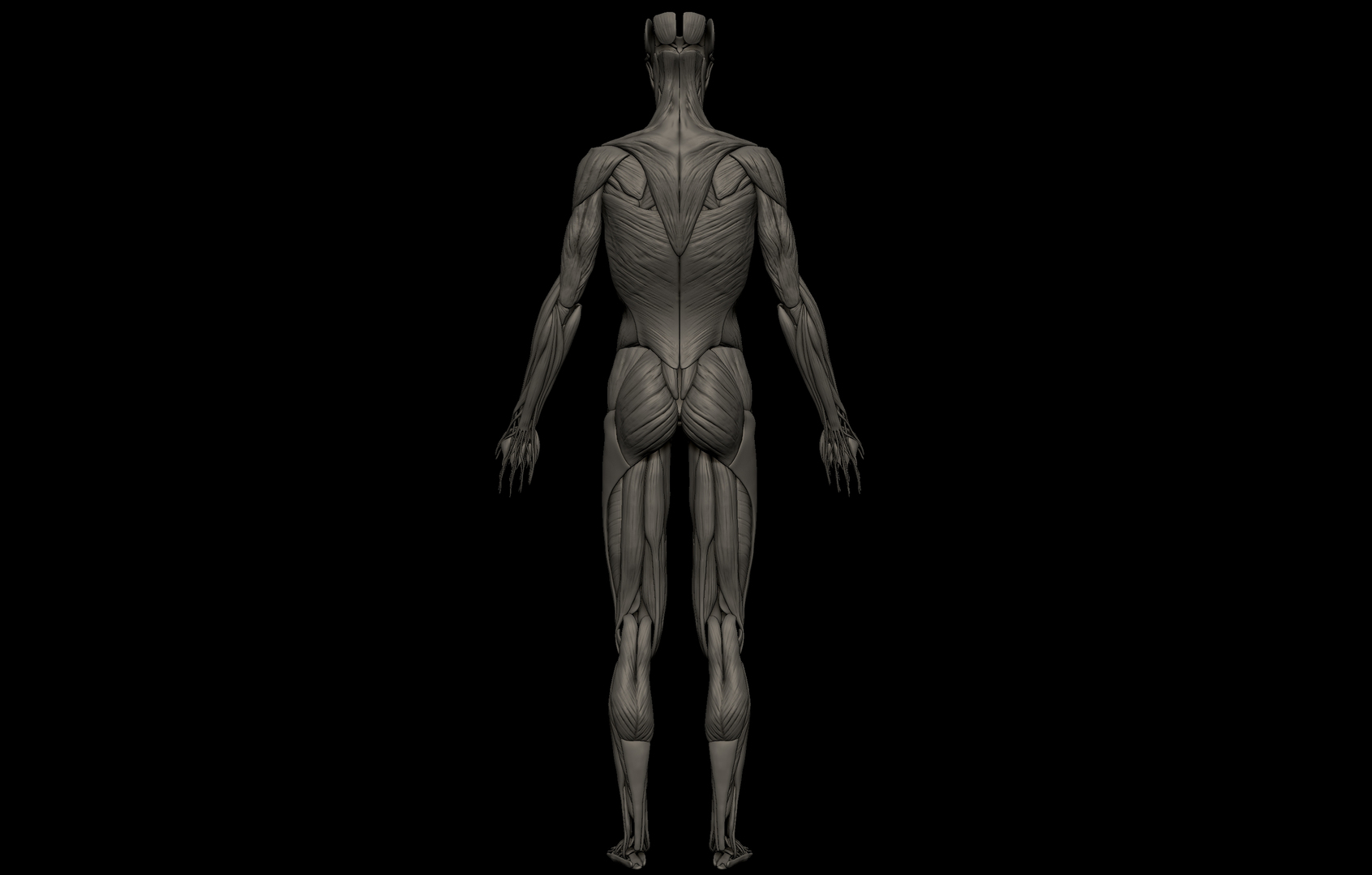 3D HD Female Complete Human 3D Anatomy Model TurboSquid 1729023