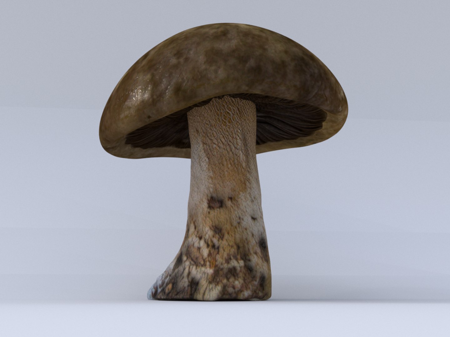 3d Mushroom Model