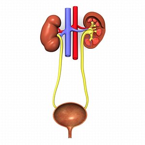 urinary system.max