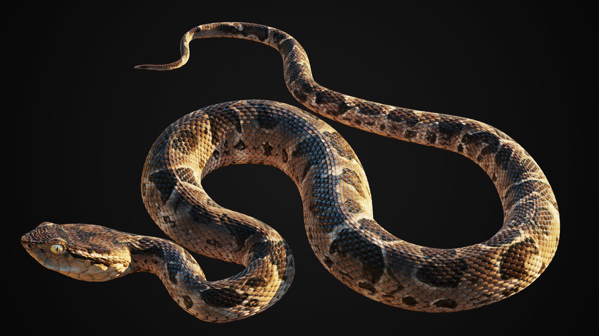 3D Model Realistic Snake - TurboSquid 1277884