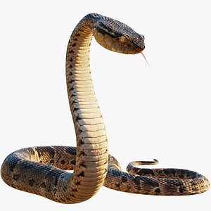 Snake 3D Models for Download | TurboSquid