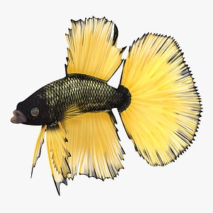 Betta Fish Aquarium Pet Rigged for Maya