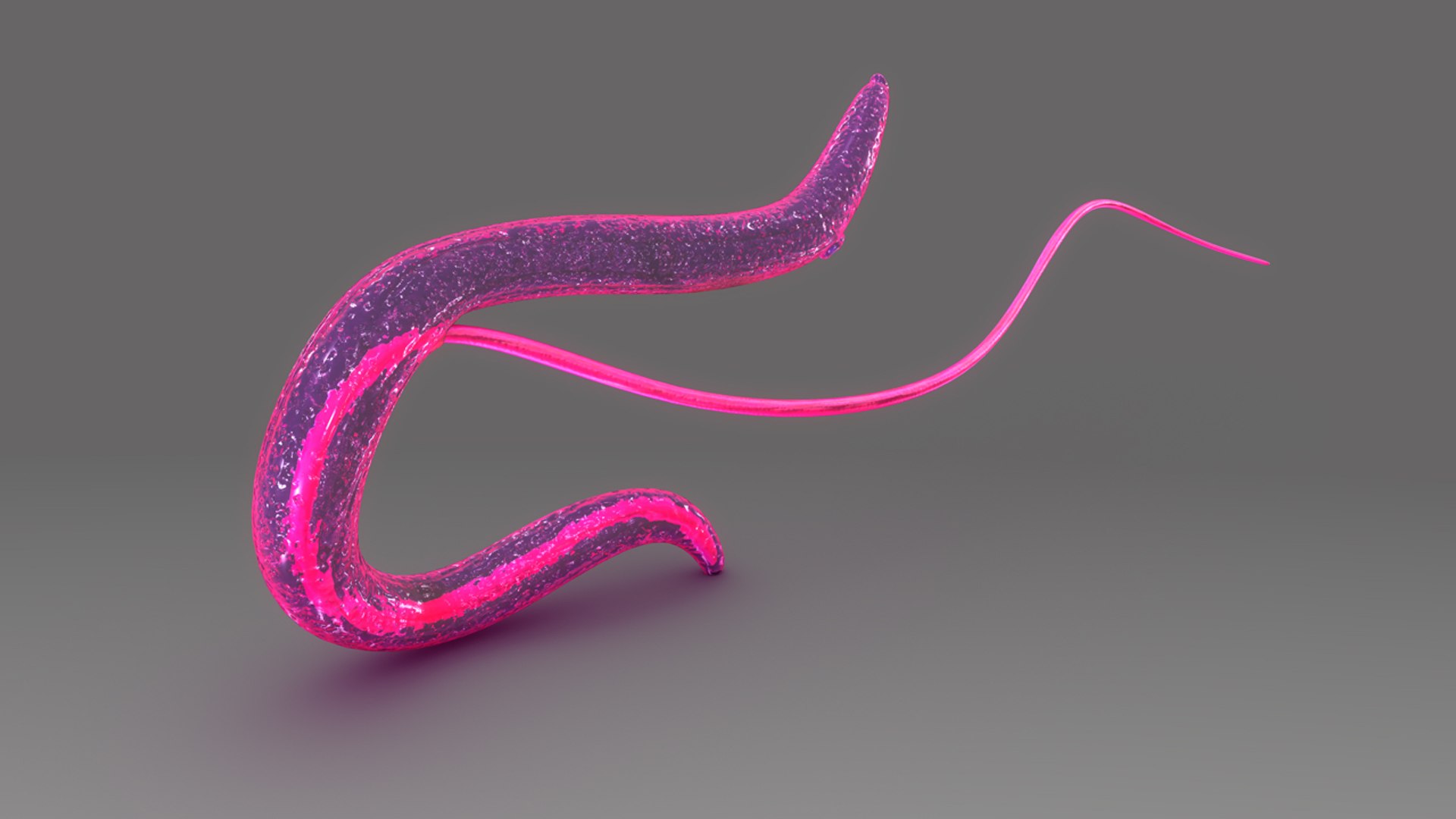 schistosoma haematobium 3d obj https://p.turbosquid.com/ts-thumb/Yv/CP3EH1/5q5BAPWm/b0449schistosomahaematobium_back.0001/jpg/1475749803/1920x1080/fit_q87/661f66827ff24b10cf530c41324f9e7e027289b4/b0449schistosomahaematobium_back.0001.jpg