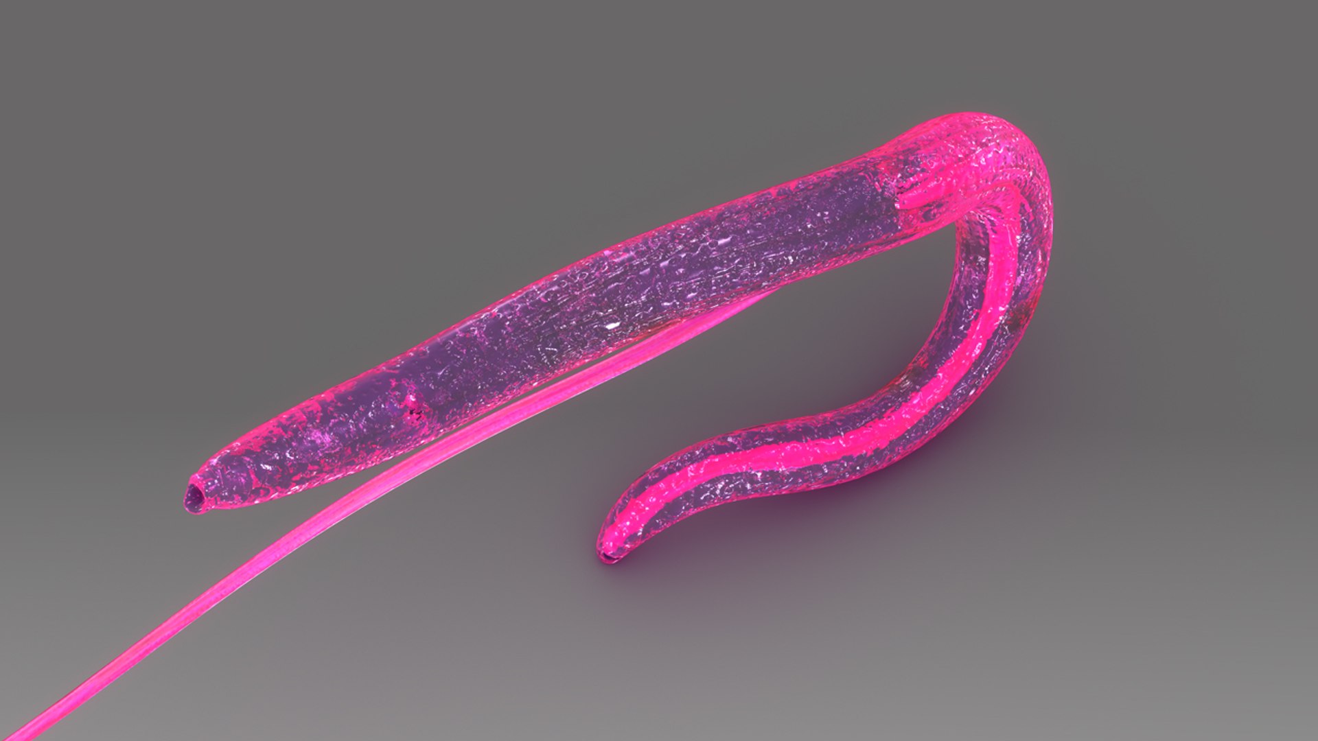 schistosoma haematobium 3d obj https://p.turbosquid.com/ts-thumb/Yv/CP3EH1/Tj9wfqjl/b0449schistosomahaematobium_top.0001/jpg/1475749803/1920x1080/fit_q87/ada452e5b43951c06a84c22ad58559a821c39fd9/b0449schistosomahaematobium_top.0001.jpg