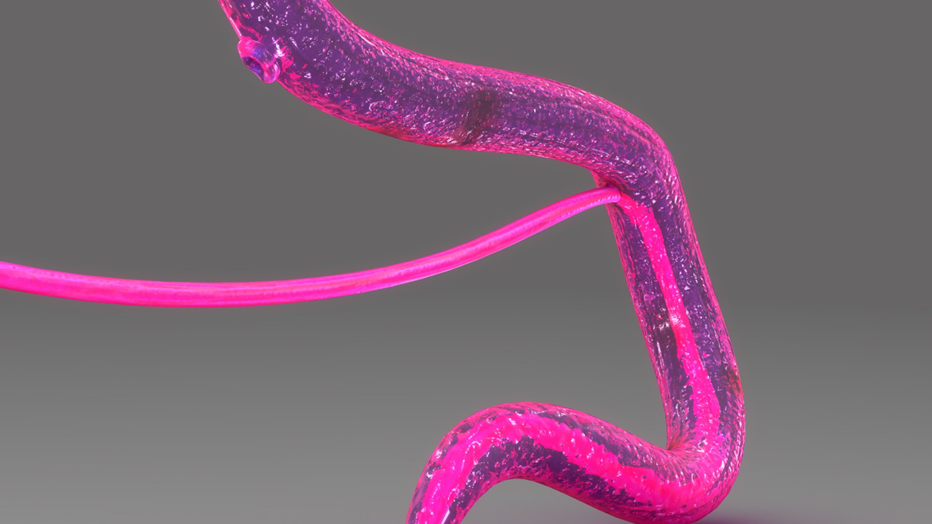 schistosoma haematobium 3d obj https://p.turbosquid.com/ts-thumb/Yv/CP3EH1/YuWbpOz2/b0449schistosomahaematobium_perspective.0001/jpg/1475749803/1920x1080/fit_q87/fd2448fe4364cc7700727231da9cbe7e84a0f9bf/b0449schistosomahaematobium_perspective.0001.jpg
