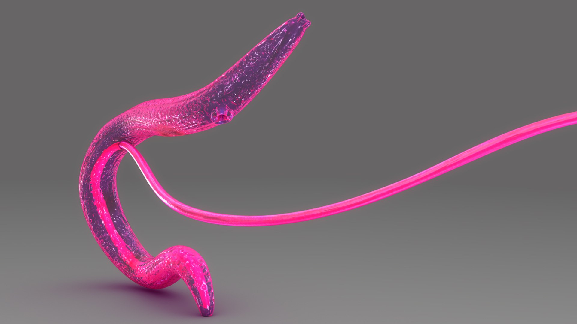 schistosoma haematobium 3d obj https://p.turbosquid.com/ts-thumb/Yv/CP3EH1/sH1d0N1j/b0449schistosomahaematobium_closeup.0001/jpg/1475749803/1920x1080/fit_q87/8893b7ebd7615ab4df9666ec3c324fb3e009f16c/b0449schistosomahaematobium_closeup.0001.jpg
