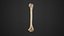 Human Anatomy-skeletal system-Humerus upper limb 3D model