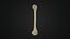 Human Anatomy-skeletal system-Humerus upper limb 3D model