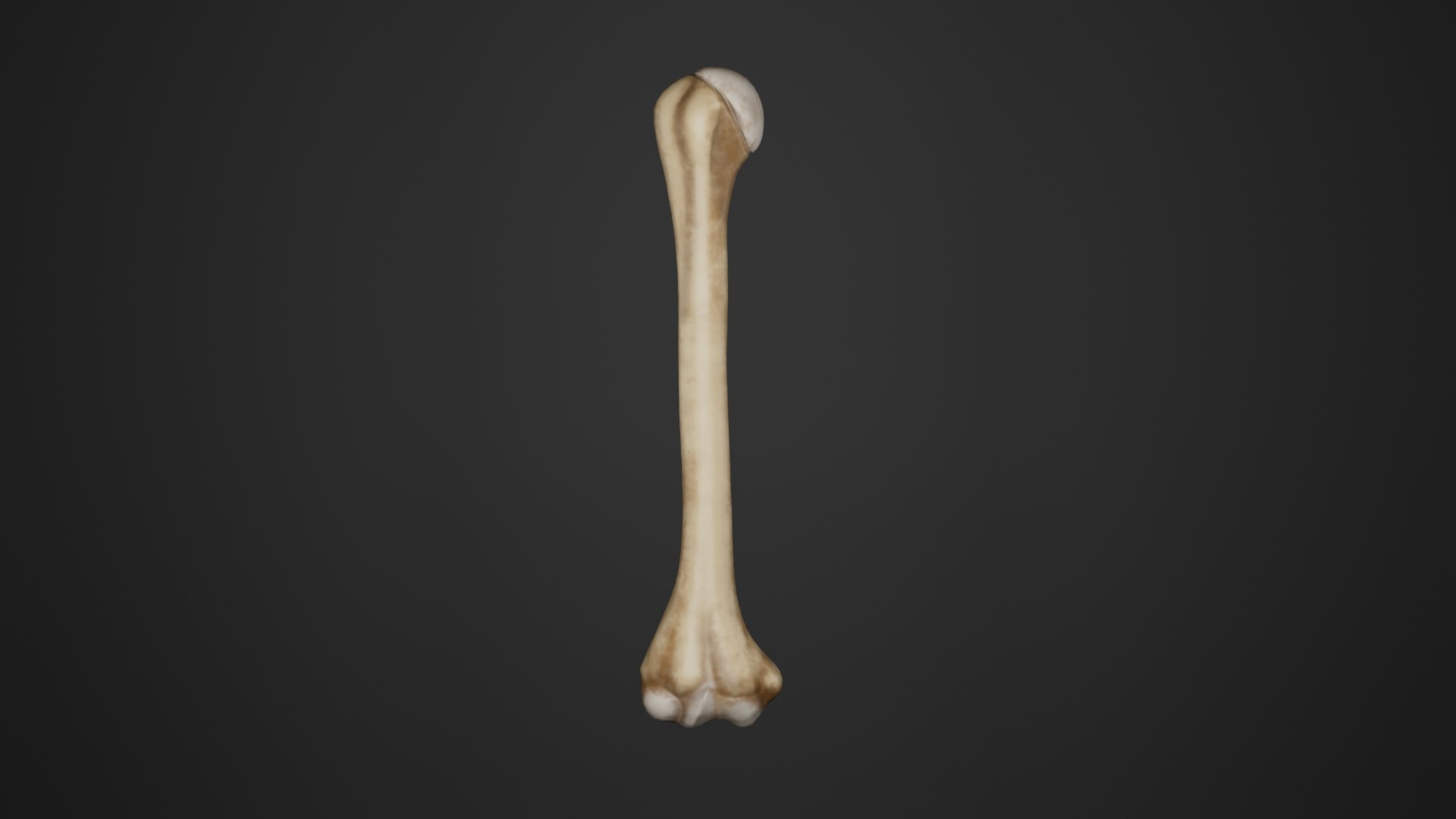 Human Anatomy-skeletal System-Humerus Upper Limb 3D Model - TurboSquid ...