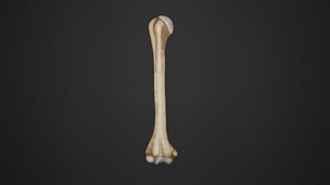 Human Anatomy-skeletal system-Humerus upper limb 3D model