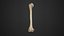 Human Anatomy-skeletal system-Humerus upper limb 3D model