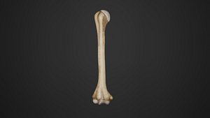 Human Anatomy-skeletal system-Humerus upper limb