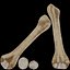 Human Anatomy-skeletal system-Humerus upper limb 3D model