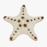 Chocolate Chip Starfish