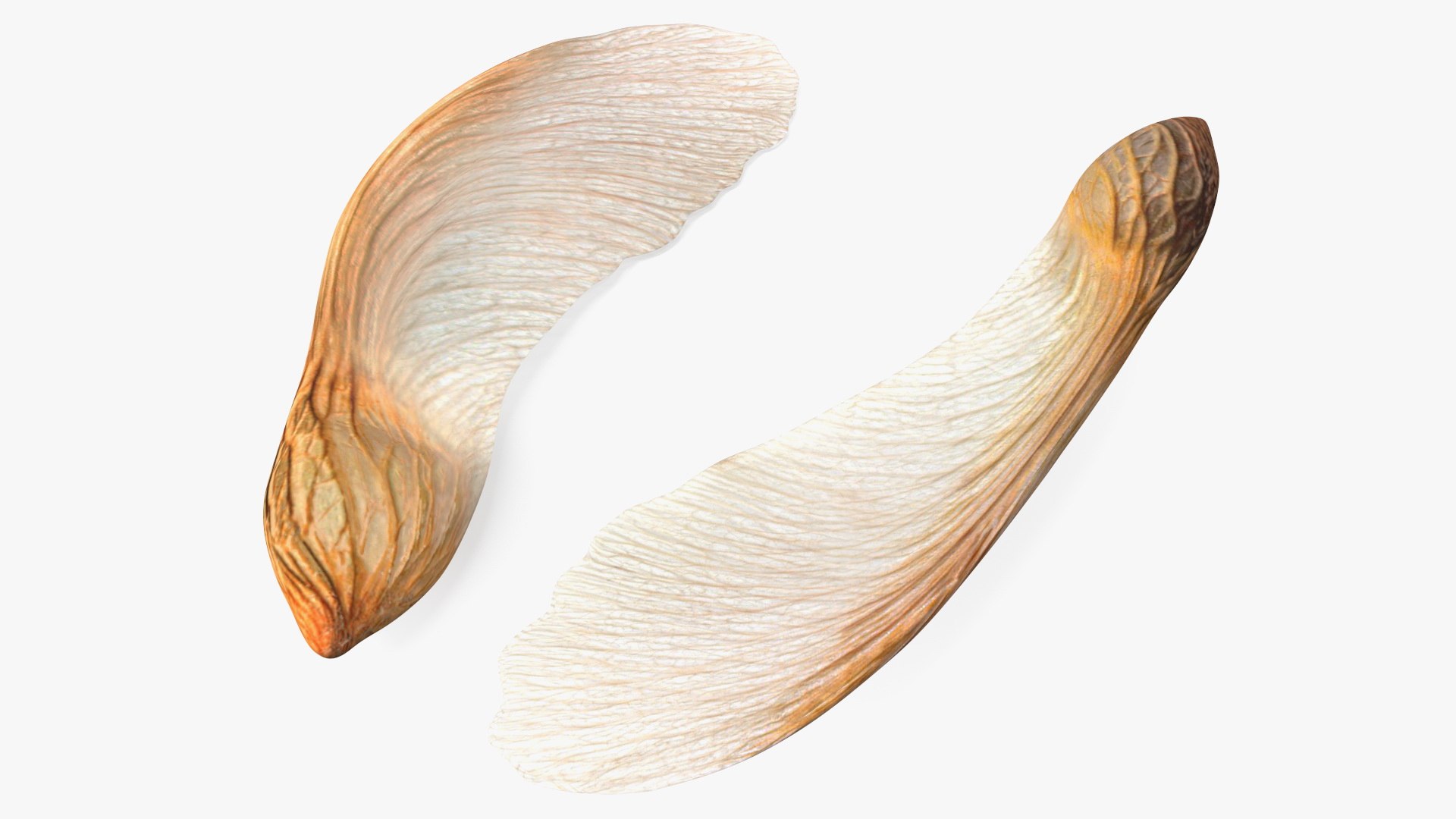 Dry Maple Seeds 3D model preview