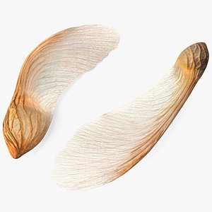 3D Dry Maple Seeds model