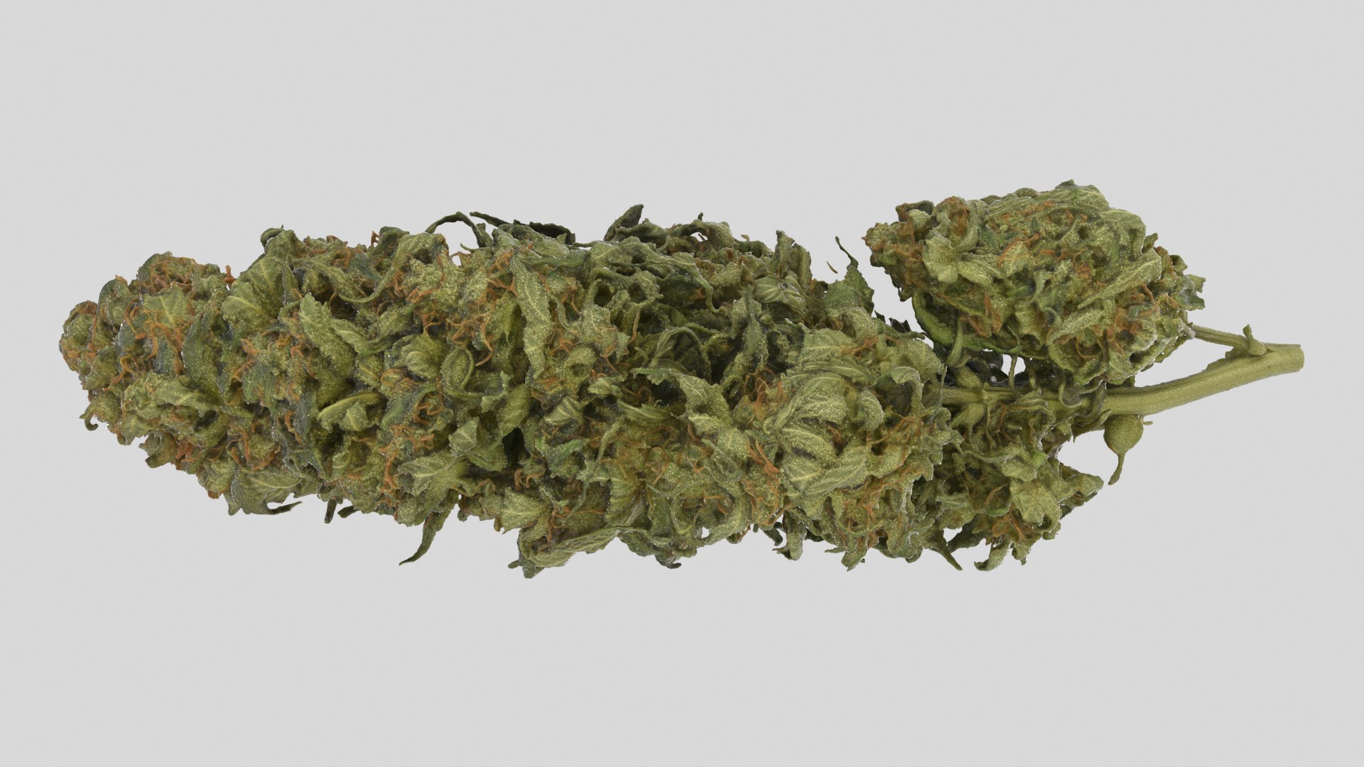 cannabis cola model https://p.turbosquid.com/ts-thumb/Yv/TWOVew/Kt/cola_r2ss/png/1617058908/1920x1080/fit_q87/c7ef6304aa72db8c4cb3972f528a0fa6d588ada6/cola_r2ss.jpg