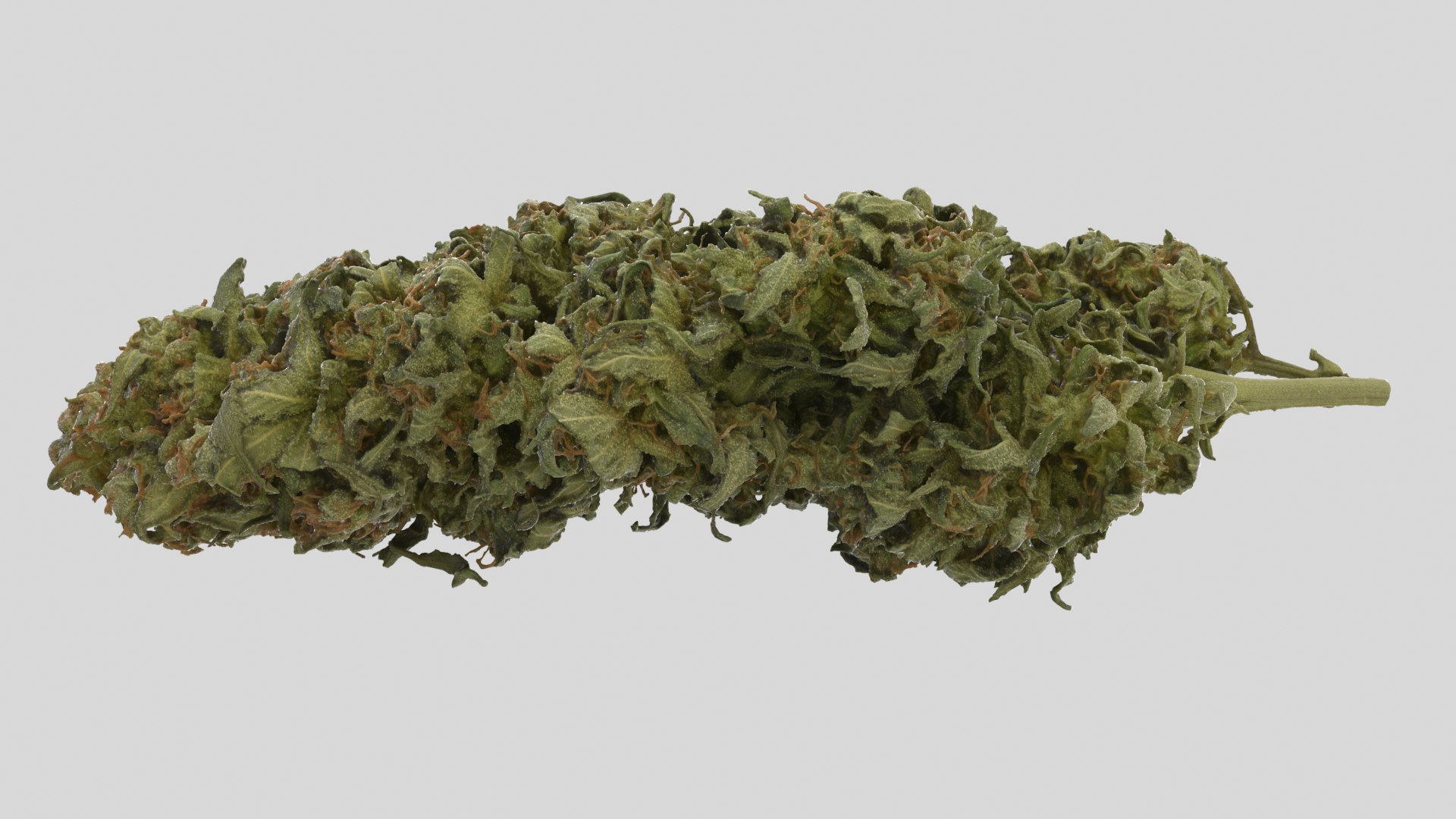 cannabis cola model https://p.turbosquid.com/ts-thumb/Yv/TWOVew/Ma/cola_r3ss/png/1617058926/1920x1080/fit_q87/190bc208754ba9361b2e4a72ac792dce220046d5/cola_r3ss.jpg
