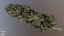 Cannabis Bud Cola