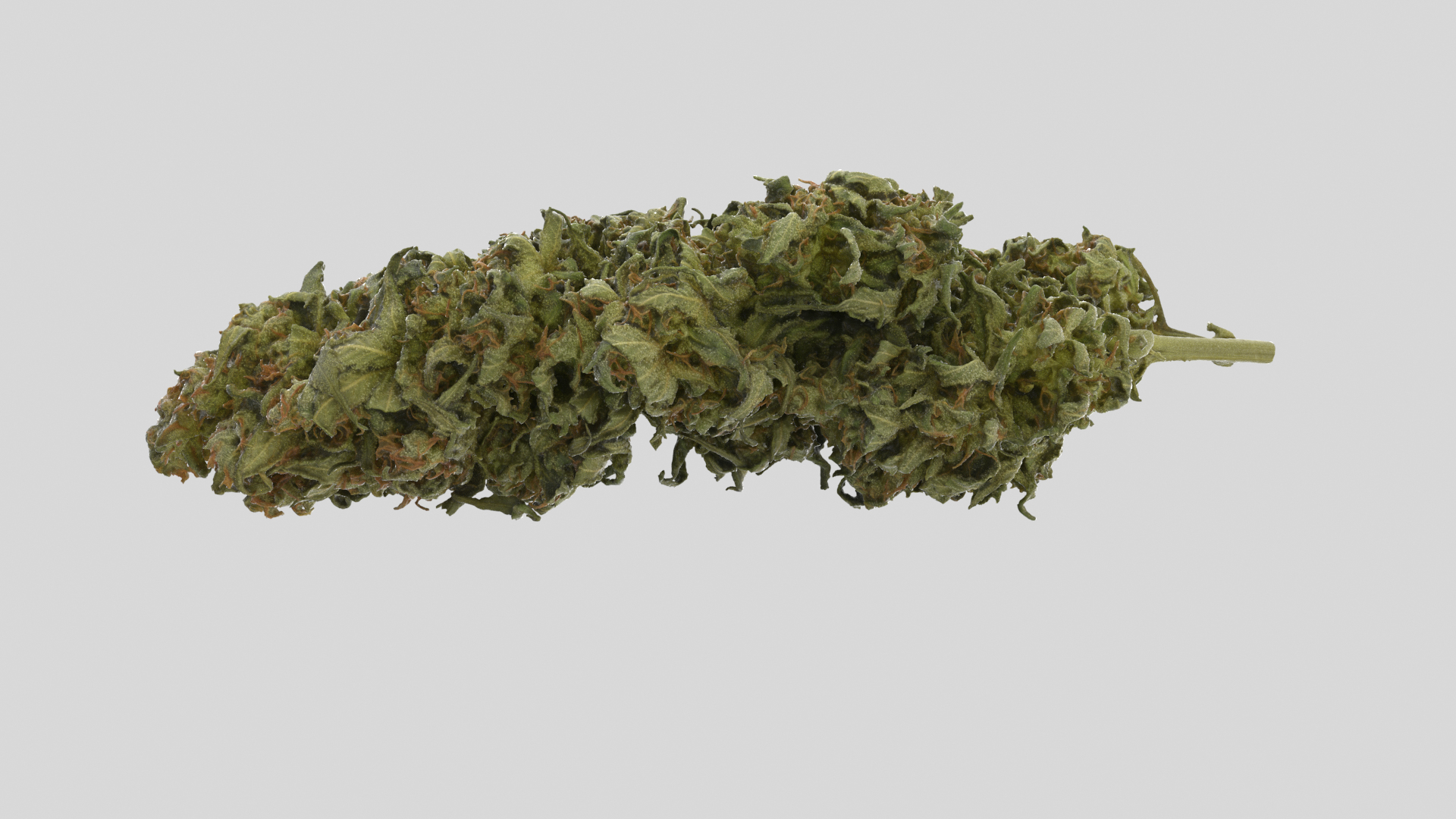 cannabis cola model https://p.turbosquid.com/ts-thumb/Yv/TWOVew/bE/colatt/png/1617059091/1920x1080/turn_fit_q99/afc40f1b9782b9913efa2b00b2a21ee8acaa08b7/colatt-1.jpg