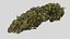 Cannabis Bud Cola