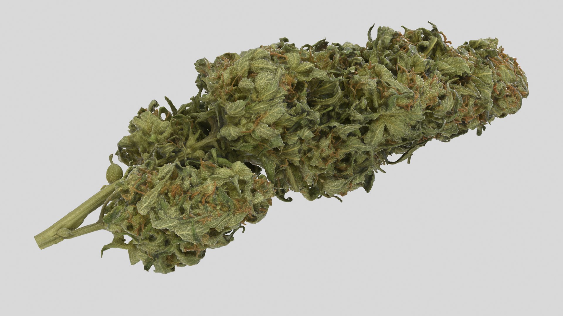 cannabis cola model https://p.turbosquid.com/ts-thumb/Yv/TWOVew/ej/cola_r4ss/png/1617058905/1920x1080/fit_q87/e5853b14e3415528bc25e103c1e7da8bb0bc6116/cola_r4ss.jpg