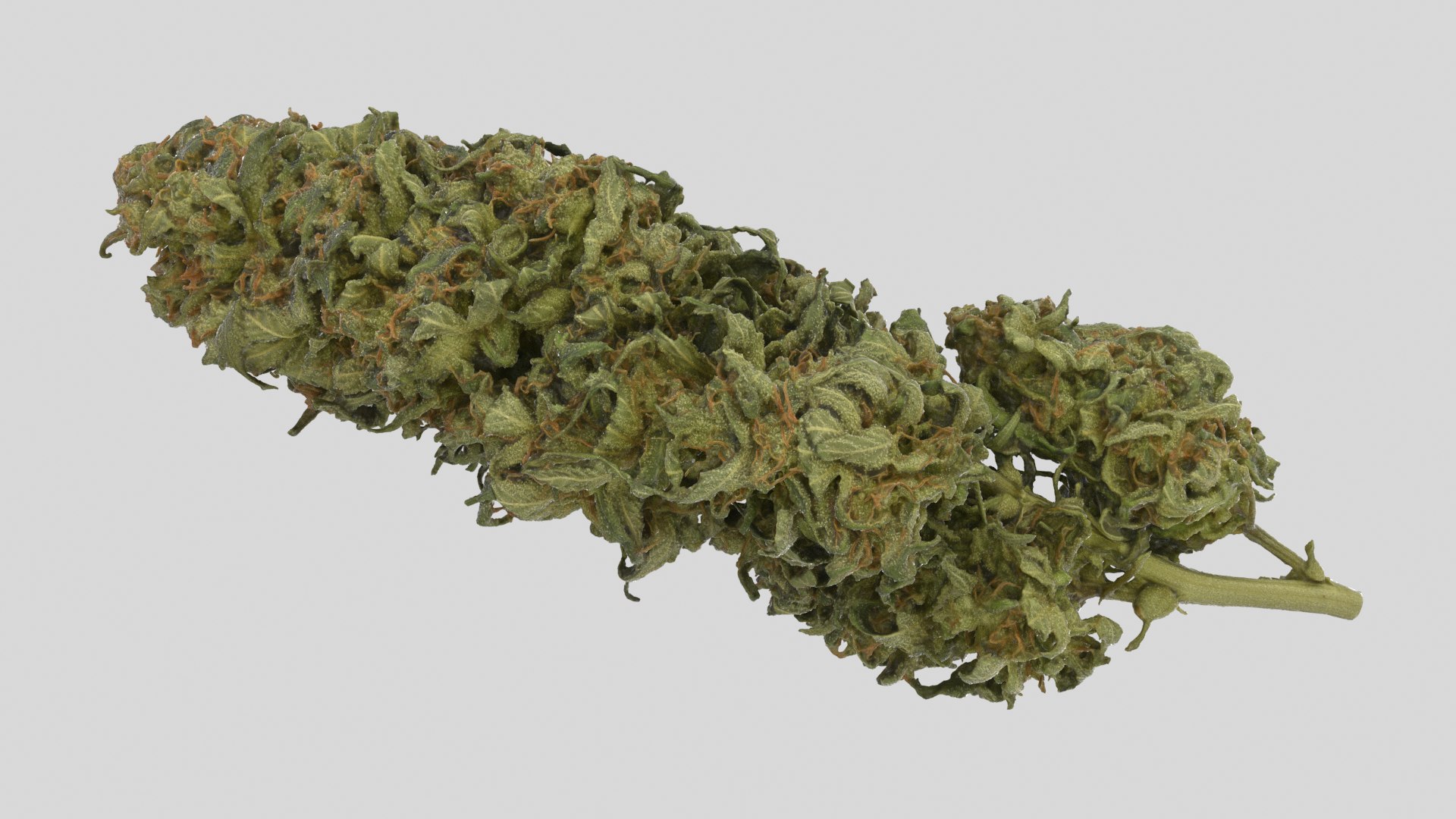 cannabis cola model https://p.turbosquid.com/ts-thumb/Yv/TWOVew/tp/cola_r1ss/png/1617058959/1920x1080/fit_q87/fb6a98a245bdf66f45c73afe76d253d4c2d81f8c/cola_r1ss.jpg