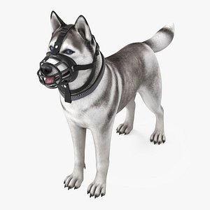3D Husky in a Baskerville Muzzle