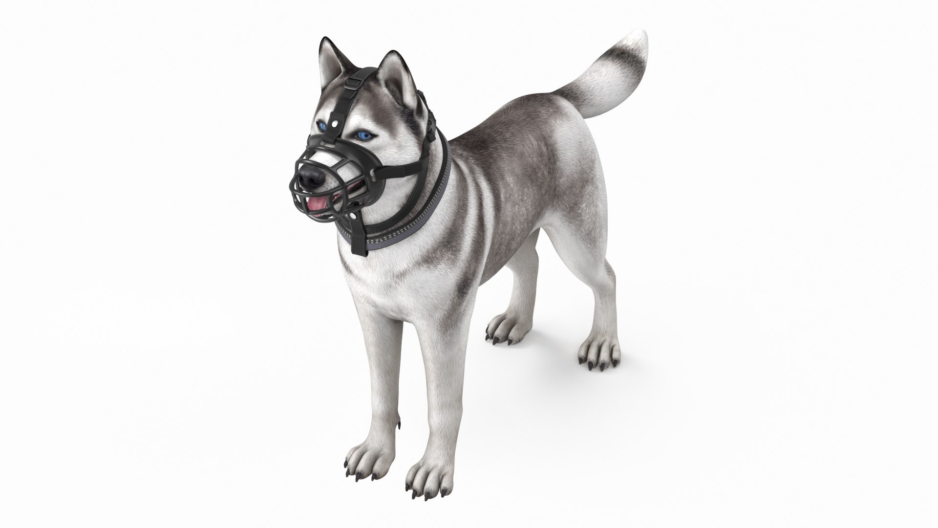 Husky in a Baskerville Muzzle 3D model preview