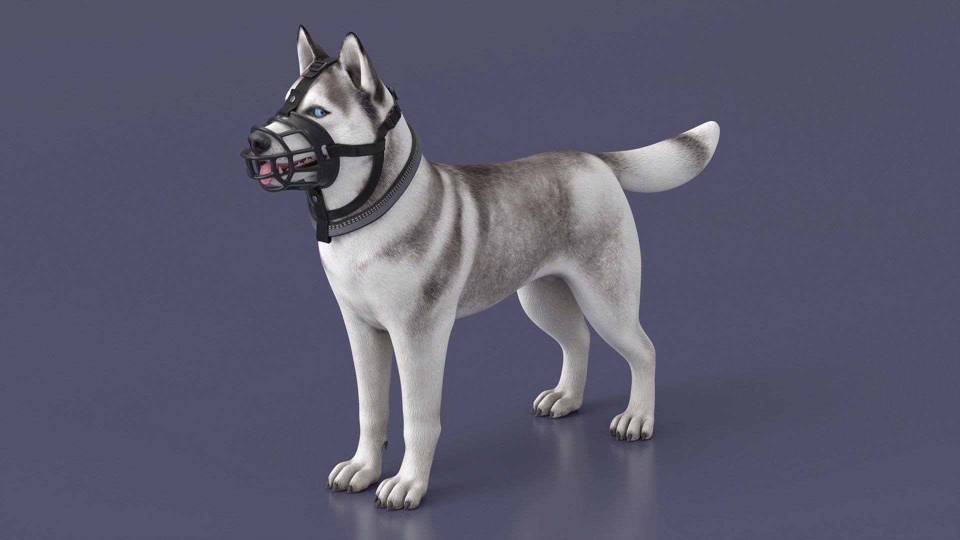 3D Husky In A Baskerville Muzzle - TurboSquid 2284140