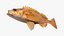 fish speckled rockfish 3D model