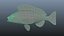 fish speckled rockfish 3D model