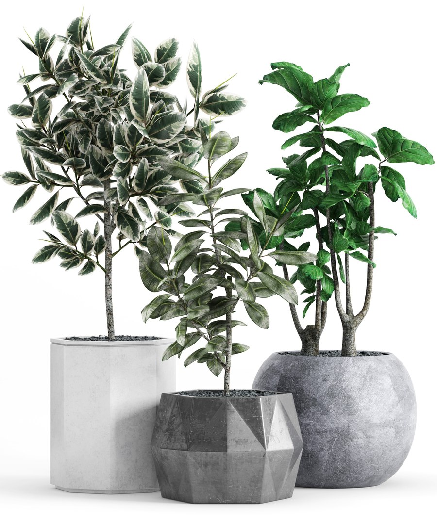 3D Ficus Elastica Variegata Model - TurboSquid 1581476