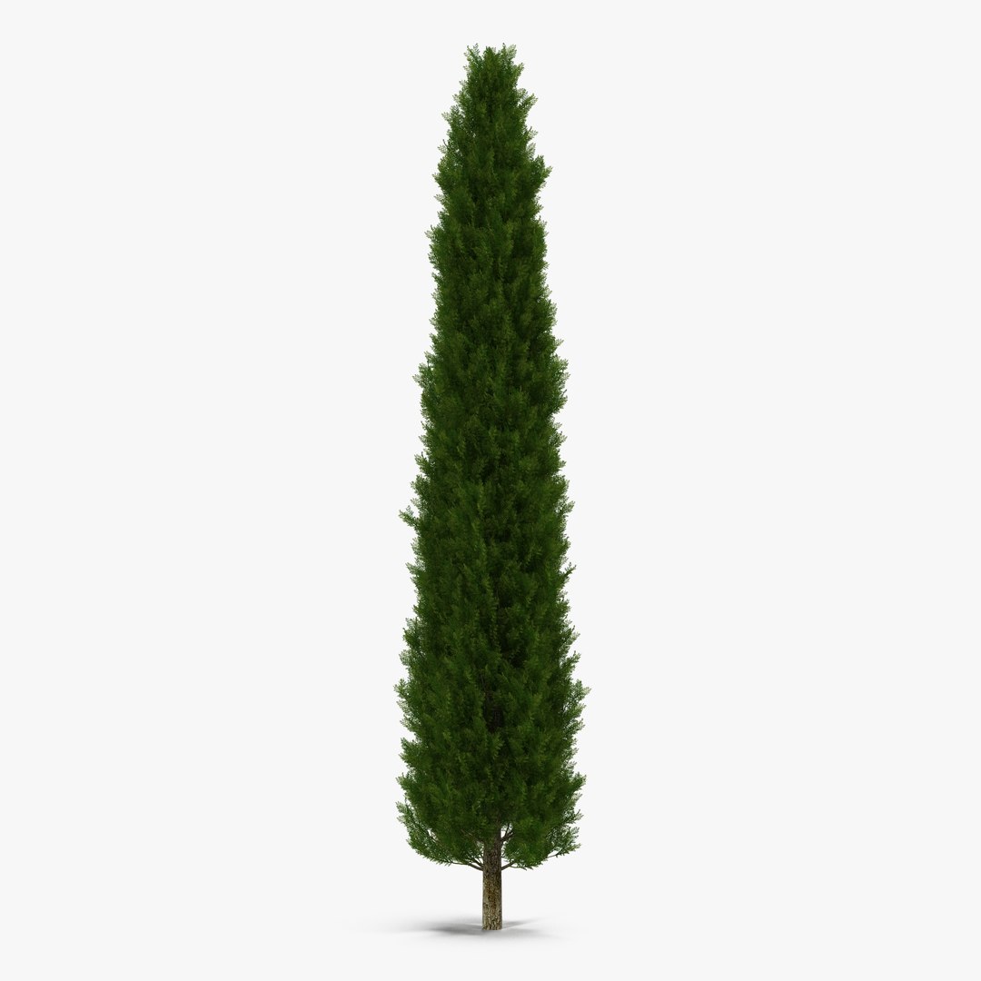 Cypress Tree 2 3D Model 3D model preview