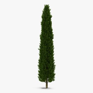 Cypress Tree 2 3D Model